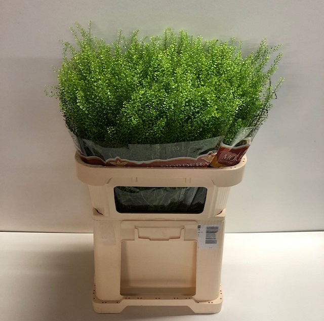 Thlaspi green bell.jpg